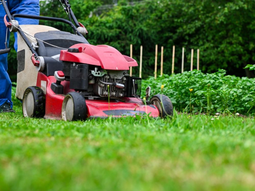Person using a red self propelled lawn mower to cut grass near a garden bed.