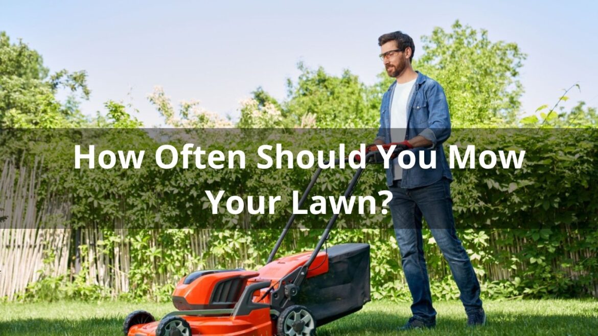 How Often Should You Mow Your Lawn